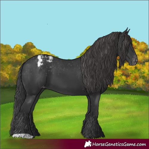 Horse Color:Black Appaloosa 