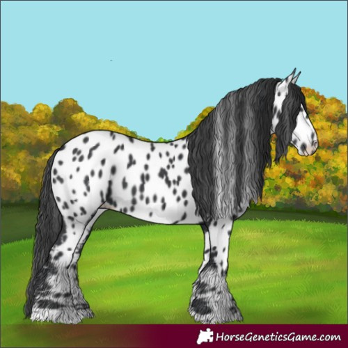 Horse Color:Black Appaloosa 