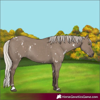Horse Color:White Spotted Silver Grullo Rabicano 