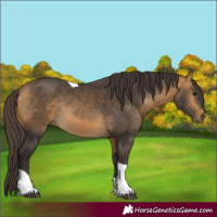 Horse Color:Buckskin Tobiano Rabicano 