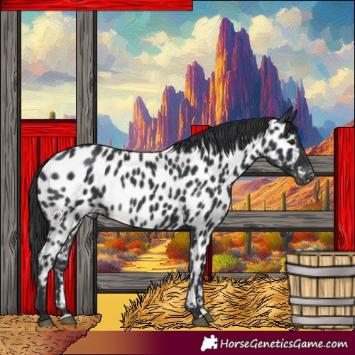 Horse Color:Black Appaloosa 