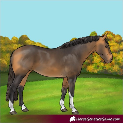 Horse Color:Buckskin Tobiano