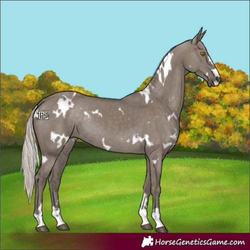 Horse Color:White Spotted Silver Grullo Rabicano 