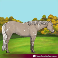 Horse Color:White Spotted Silver Grullo Rabicano