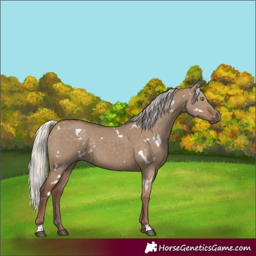 Horse Color:White Spotted Silver Grullo Rabicano