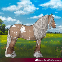 Horse Color:White Spotted Silver Grullo Rabicano