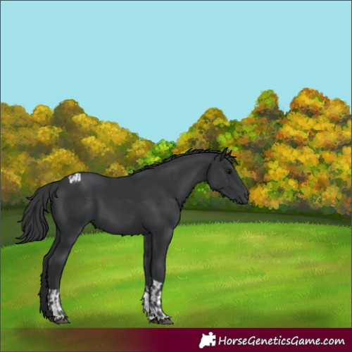 Horse Color:Black and Black Tobiano