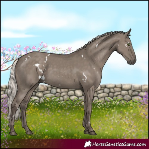 Horse Color:White Spotted Silver Grullo Rabicano 