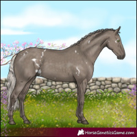 Horse Color:White Spotted Silver Grullo Rabicano 
