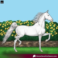 Horse Color:Silver Amber Champagne Roan Dun Splash Tobiano Frame Appaloosa Rabicano 