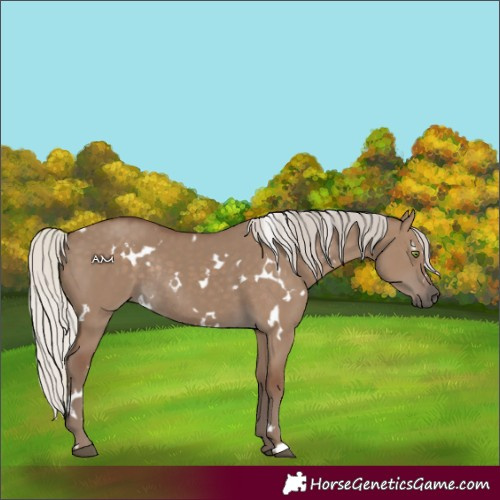 Horse Color:White Spotted Silver Grullo Rabicano