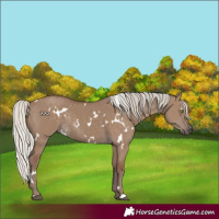 Horse Color:White Spotted Silver Grullo Rabicano