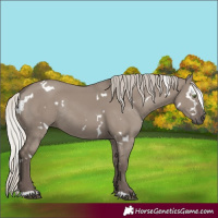 Horse Color:White Spotted Silver Grullo Rabicano