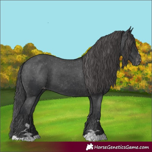 Horse Color:Black Appaloosa 