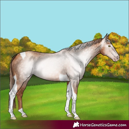 Horse Color:Gray Gold Champagne Tobiano