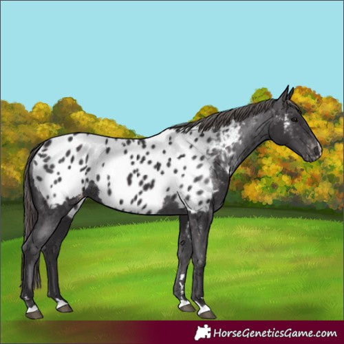 Horse Color:Smoky Black Near Leopard