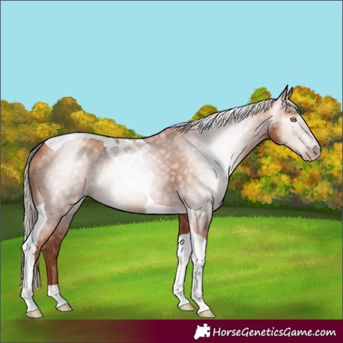 Horse Color:Gray Gold Champagne Tobiano 