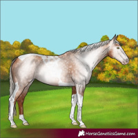 Horse Color:Gray Gold Champagne Tobiano