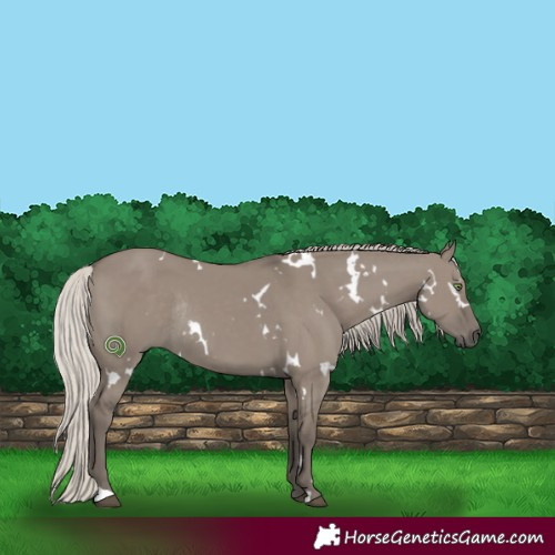 Horse Color:White Spotted Silver Grullo Rabicano 