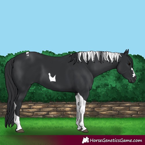 Horse Color:Black Tobiano 