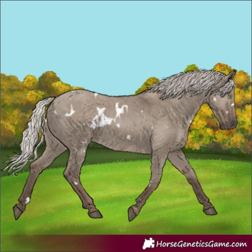 Horse Color:White Spotted Silver Grullo Rabicano