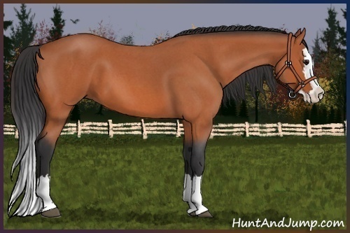 Horse Color:Bay Roan Splash