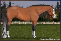 Horse Color:Bay Roan Splash