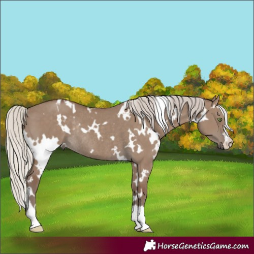 Horse Color:White Spotted Silver Grullo Rabicano
