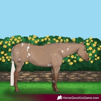 Horse Color:White Spotted Silver Grullo Rabicano 