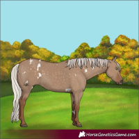 Horse Color:White Spotted Silver Grullo Rabicano