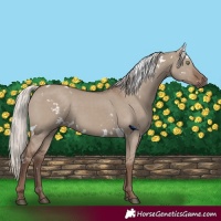 Horse Color:White Spotted Silver Grullo Rabicano