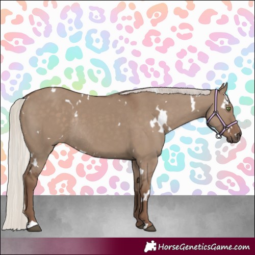 Horse Color:White Spotted Silver Grullo Rabicano 