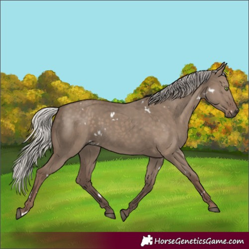 Horse Color:White Spotted Silver Grullo Rabicano 