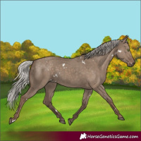 Horse Color:White Spotted Silver Grullo Rabicano 