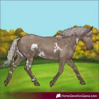 Horse Color:White Spotted Silver Grullo Rabicano