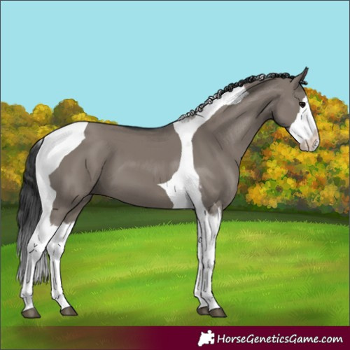 Horse Color:Grullo Splash Tobiano 