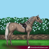 Horse Color:White Spotted Silver Grullo Rabicano