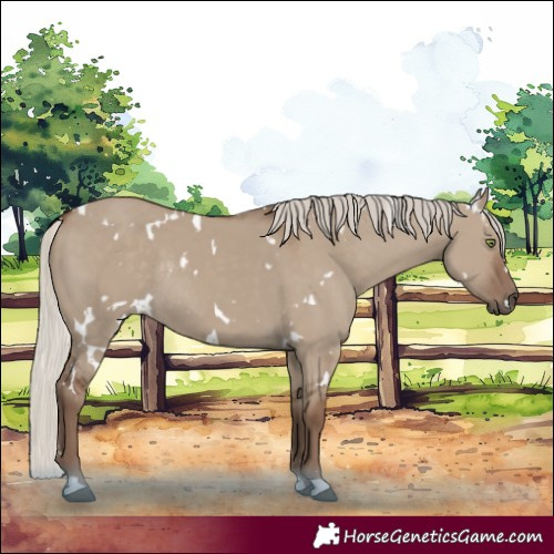 Horse Color:White Spotted Silver Grullo Rabicano 