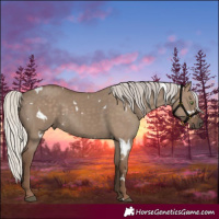 Horse Color:White Spotted Silver Grullo Rabicano