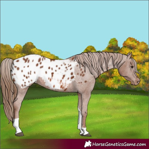 Horse Color:Chestnut Tobiano Appaloosa 