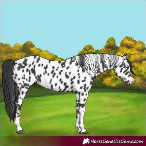 Horse Color:Black Tobiano Appaloosa 