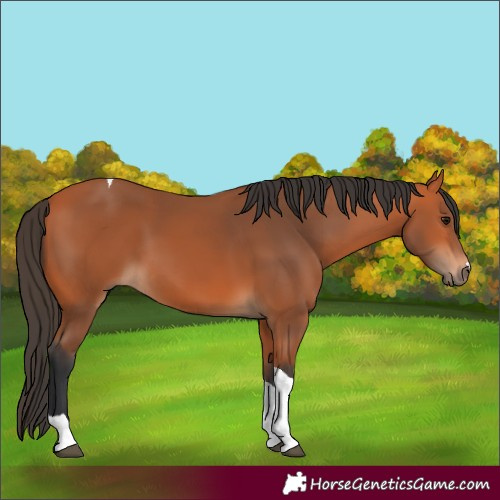 Horse Color:Bay Tobiano 