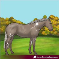 Horse Color:White Spotted Silver Grullo Rabicano 