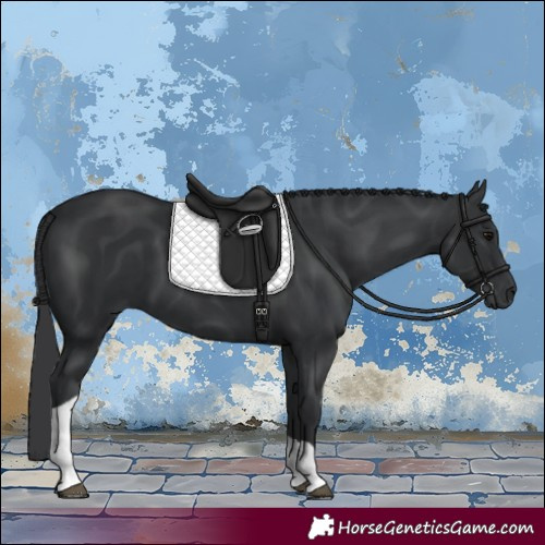 Horse Color:Black Tobiano 