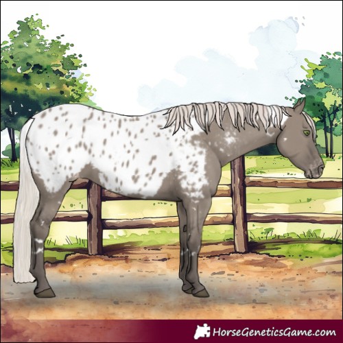 Horse Color:White Spotted Silver Grullo Blanket Rabicano 