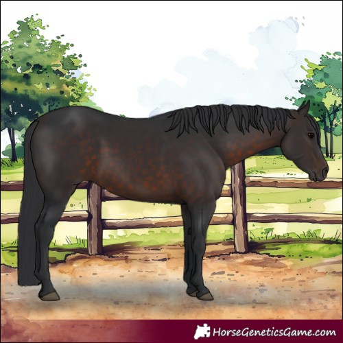 Horse Color:Brown 