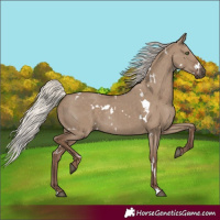 Horse Color:White Spotted Silver Grullo Rabicano