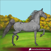 Horse Color:Black Appaloosa Rabicano 