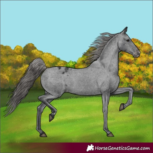 Horse Color:Black Appaloosa Rabicano 