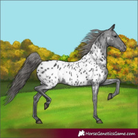 Horse Color:Black Appaloosa Rabicano